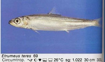 Etrumeus teres